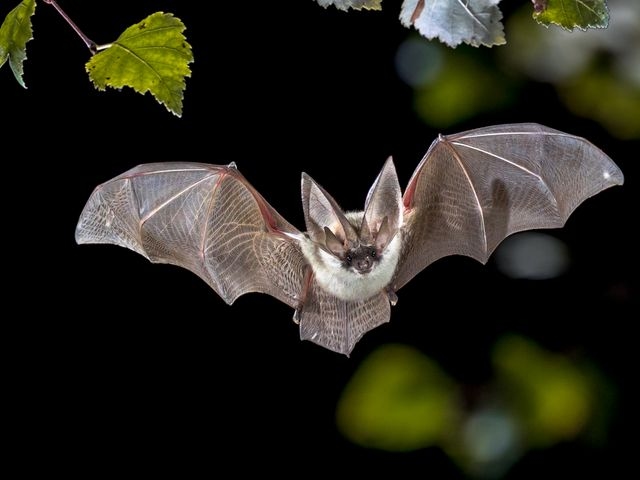 Bat in flight