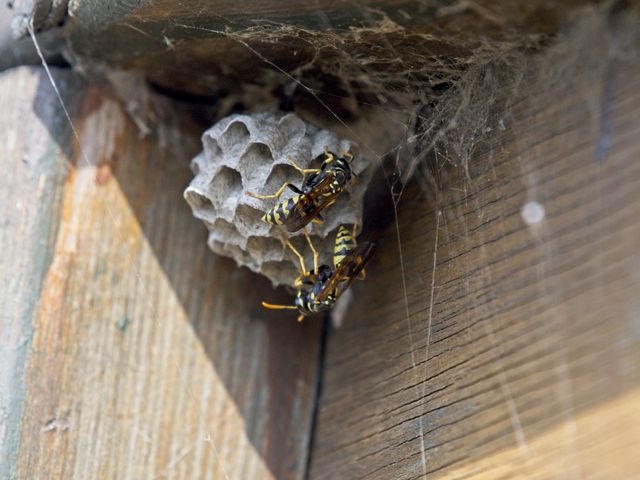 Wasp Nest