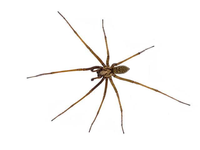 House Spider