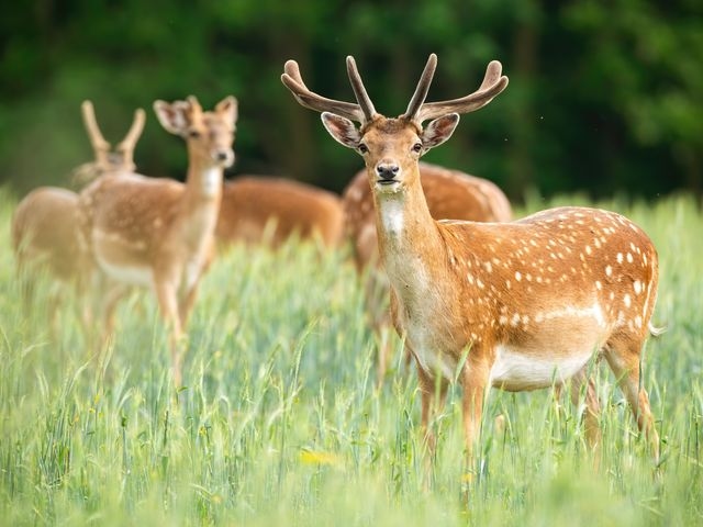 Group of Deer