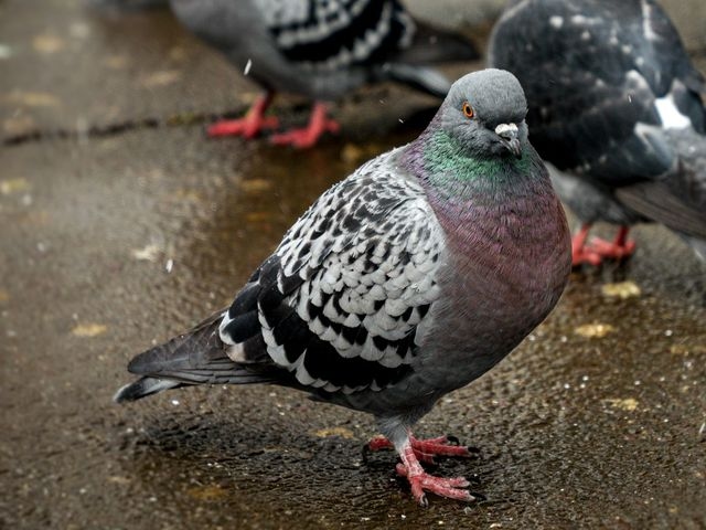 A group of pigeons