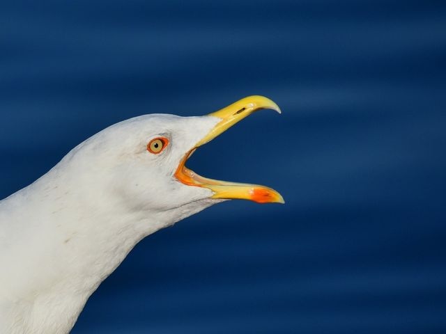 Gull