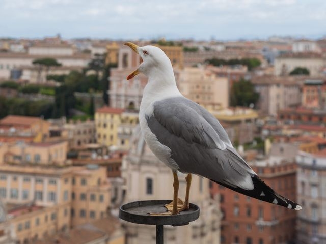 The Rise Of The Urban Gull