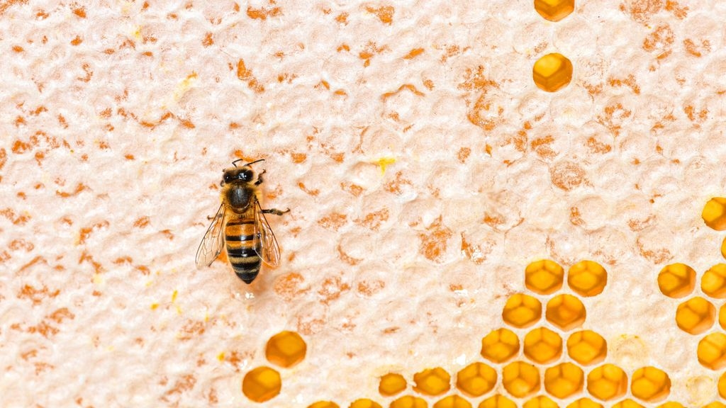 Bee On Honey