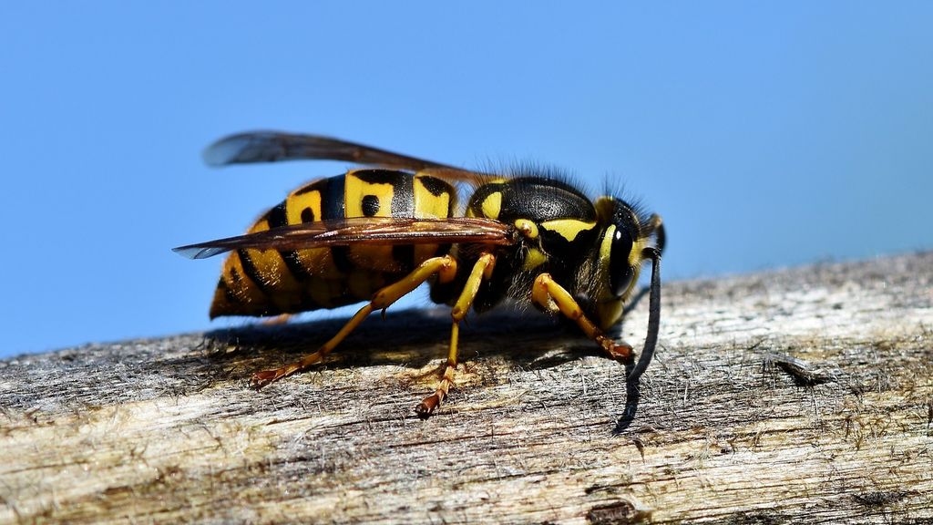 Wasp