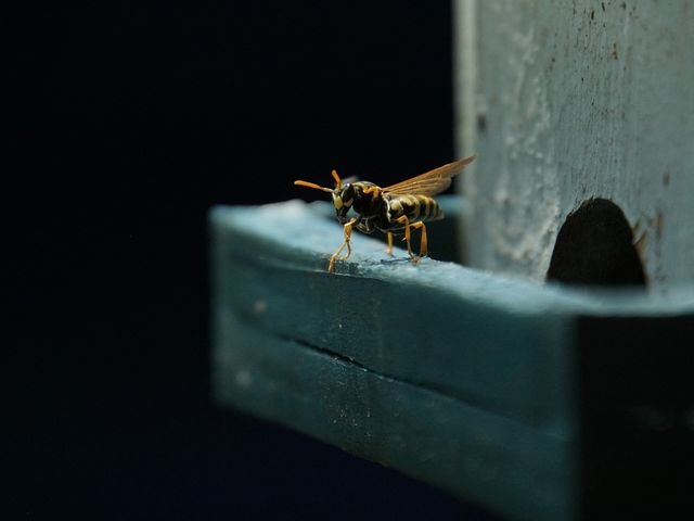 Wasp