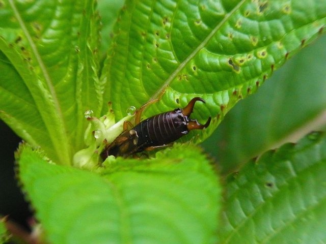 Earwig