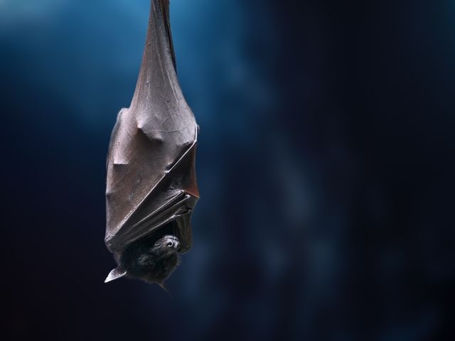 Bat hanging upside down