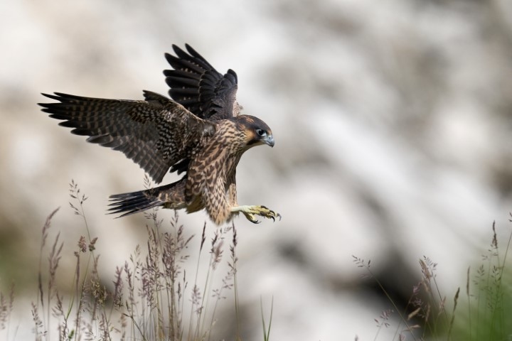 Falcon landing