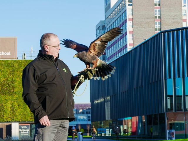 Falconry Bird control