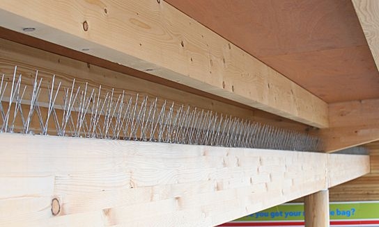 Bird spikes upclose