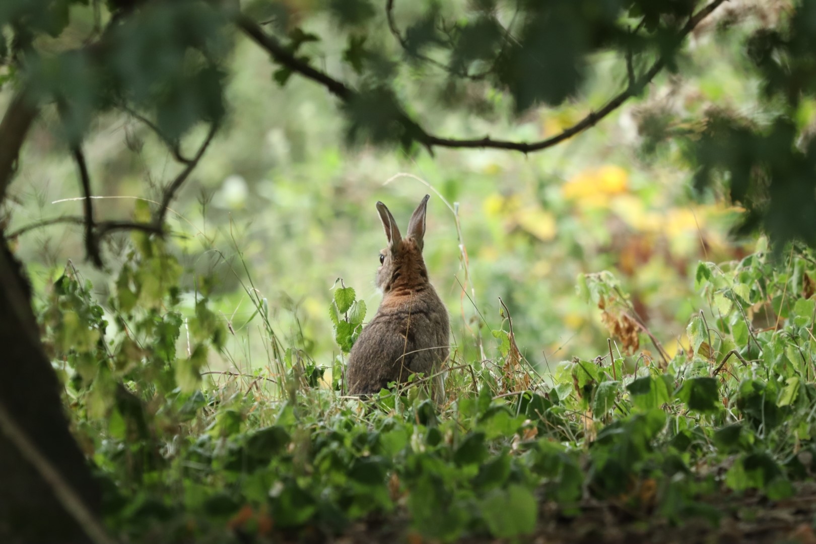 A rabbit in nature