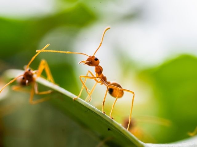 A photograph of a close-up of an ant on a leaf