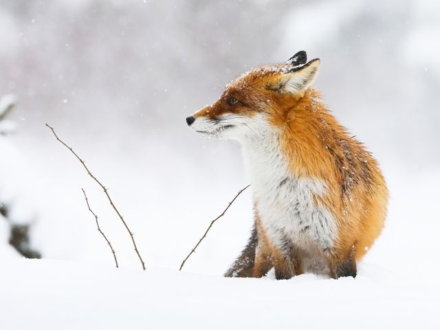 Red fox sat in snow