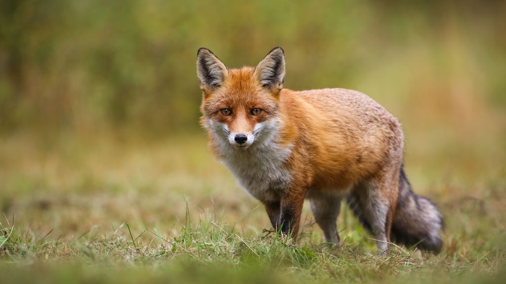 Fox walking on grass