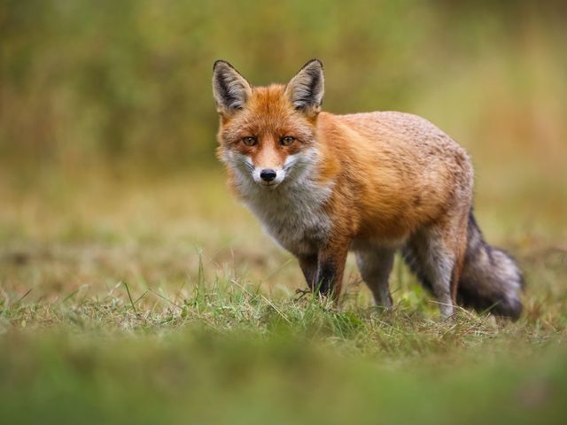 Fox walking on grass