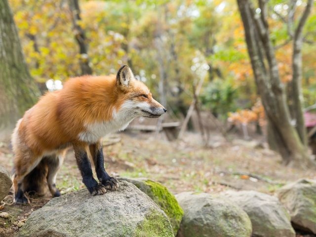 Fox on rock