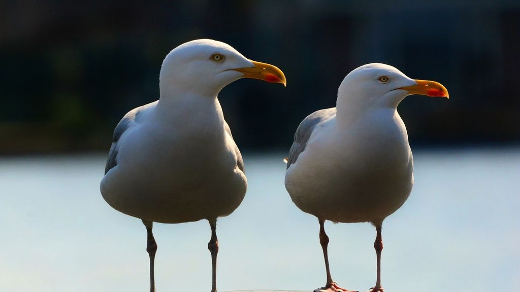 Gulls