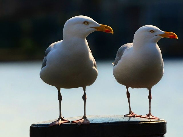 Gulls