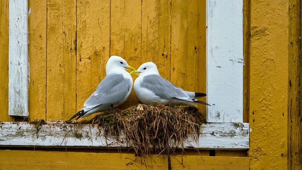 Image of two seagulls nesting on a ledge on a yellow wall