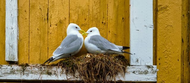 Image of two seagulls nesting on a ledge on a yellow wall