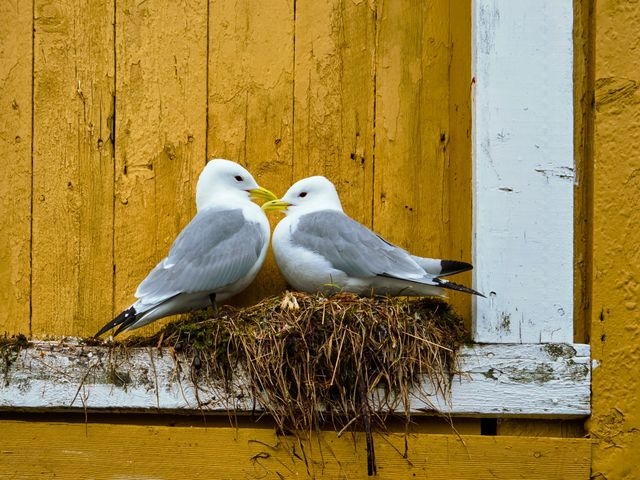 Image of two seagulls nesting on a ledge on a yellow wall