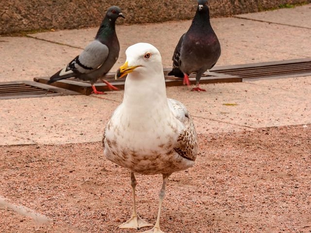 Controlling Gulls In Urban Environments