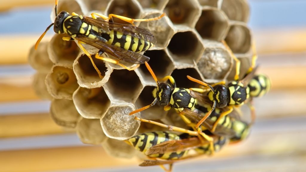 Wasps
