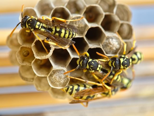 Wasps