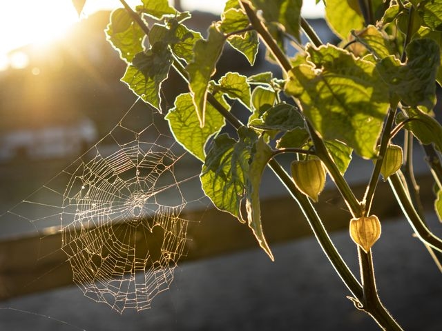 Spider Web