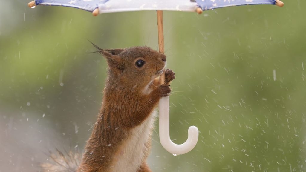 Rain Rain Rain