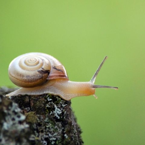 Snail