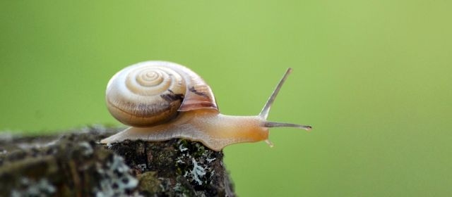 Snail