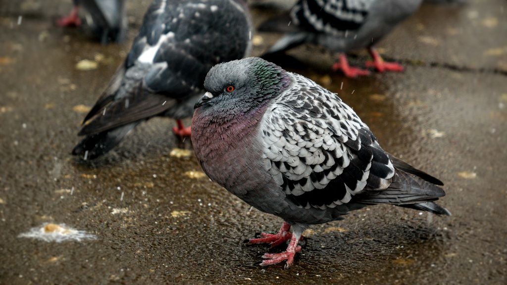 Pigeons