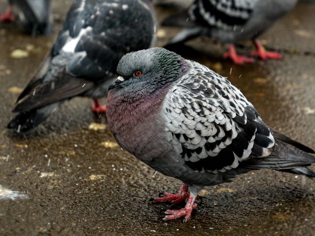 Pigeons