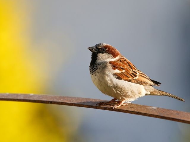 Sparrow