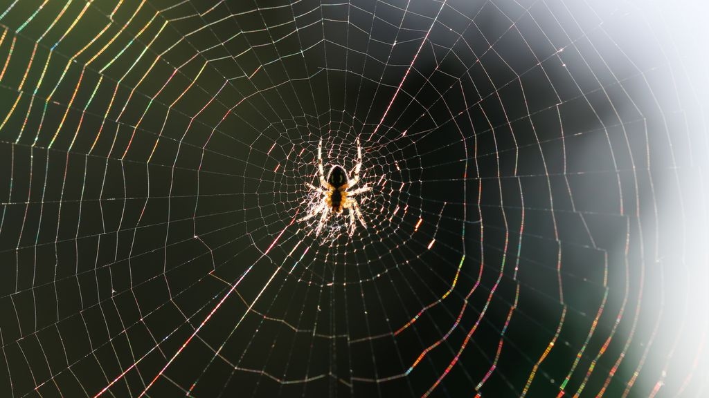 Spider on web