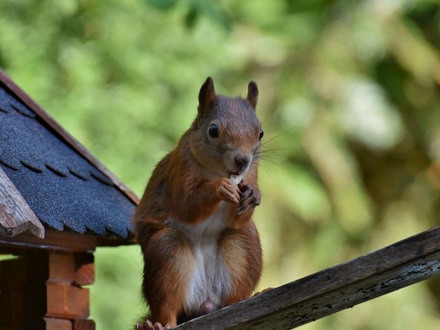 Red Squirrel 