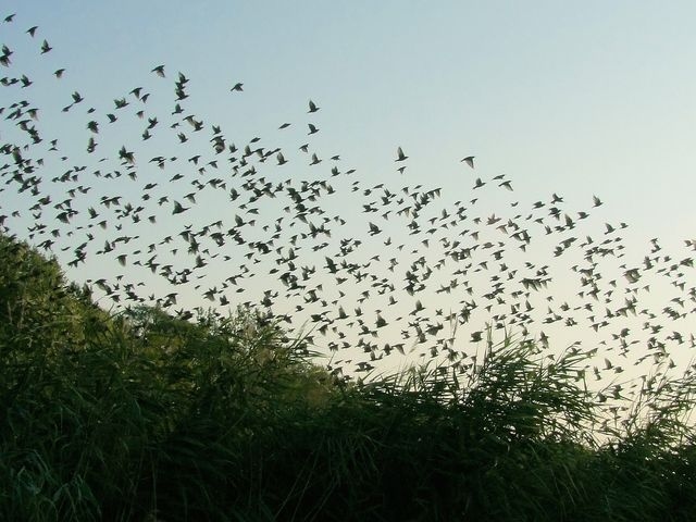 Starlings