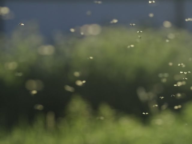 Swarm of small flies with a out of focus grassy background