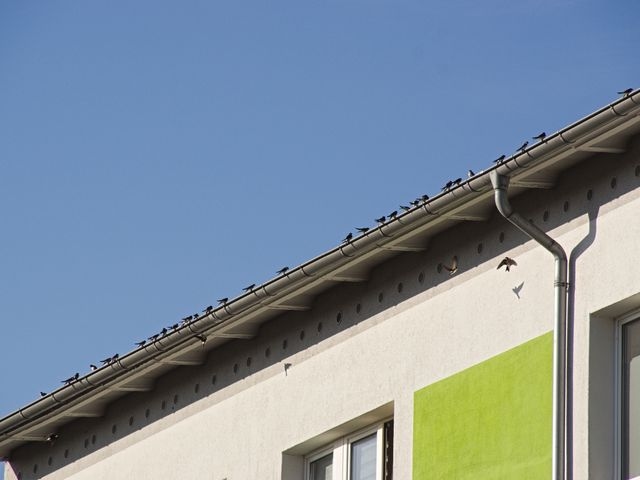 Birds perched on roof ledge