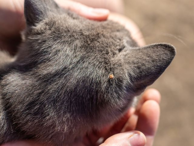 image of a tick in a cat's fur