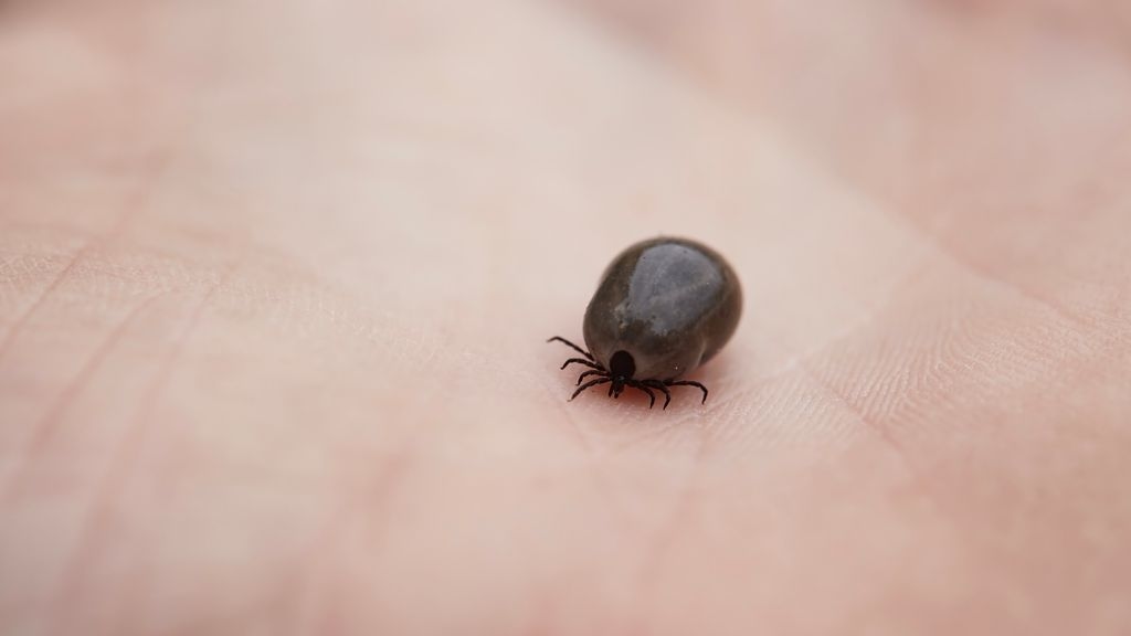 image of a tick on a human hand