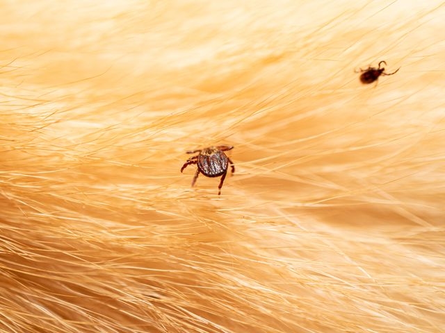 close up photo of 2 ticks on a blonde dog's fur