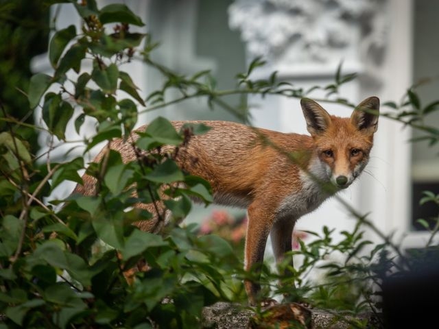 A close up fox in an urban area looking at the camera with foliage in the foreground