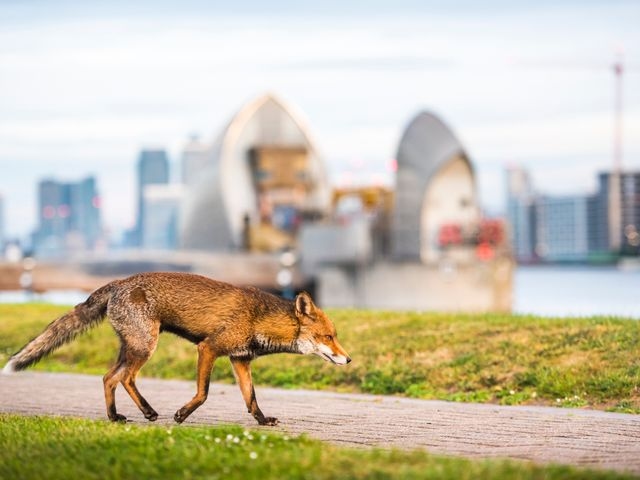 Urban Fox