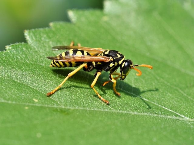 Wasp