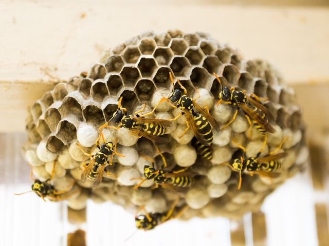 Wasp Nest