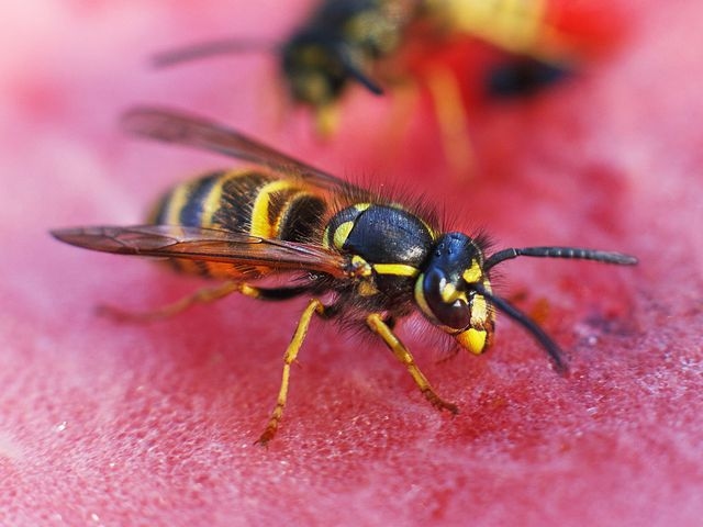 Closeup image of a wasp on a watermelon
