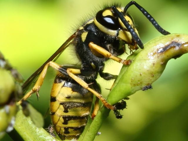 Wasp